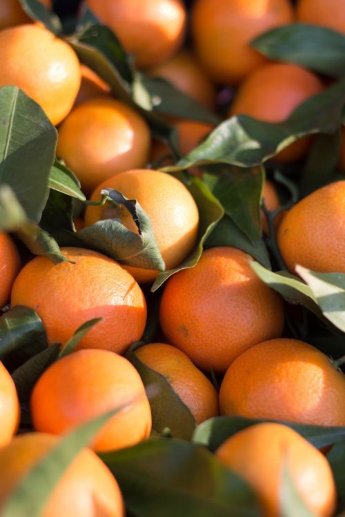 citrus fruit mandarin clementine