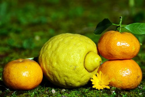 citrus fruits lemon mandarin