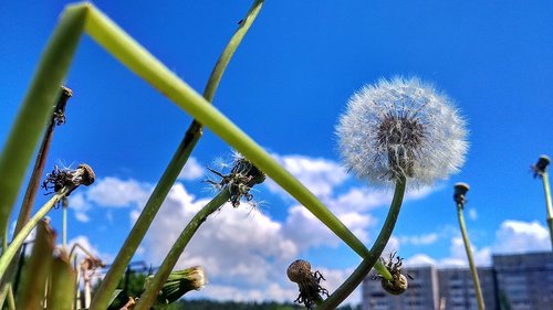 city  nature  dandelion