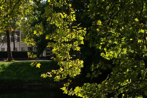 city  park  green