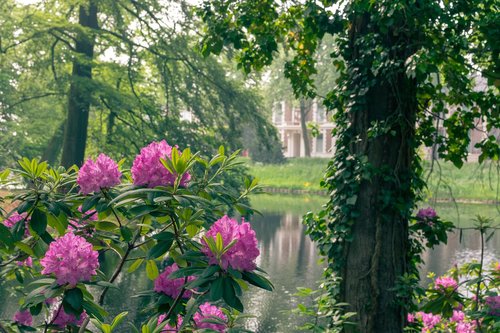 city  park  flowers