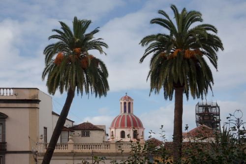 city church palm trees