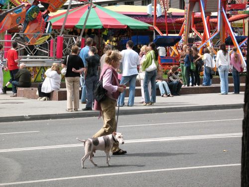 city pets dog