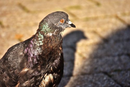 city pigeon foraging dove