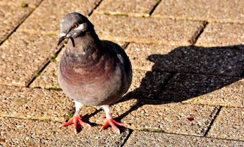 city pigeon foraging dove