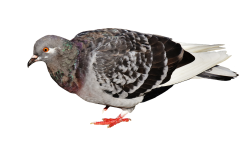 city pigeon foraging dove