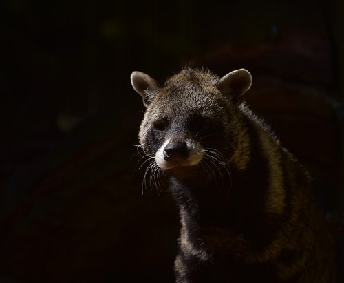 civets  predator  forest