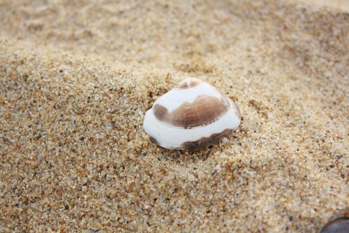 clam beach sand