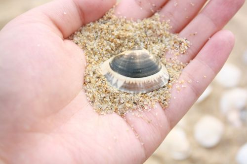 clam hand beach