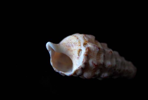 clam conch shells