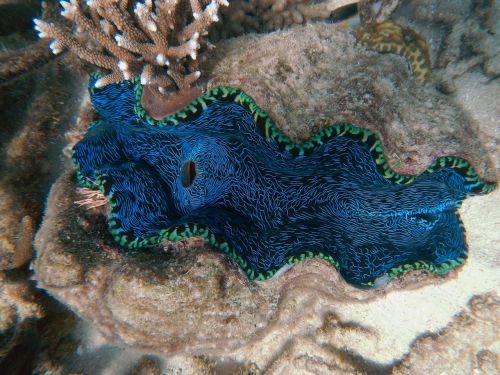 clam ocean great barrier reef