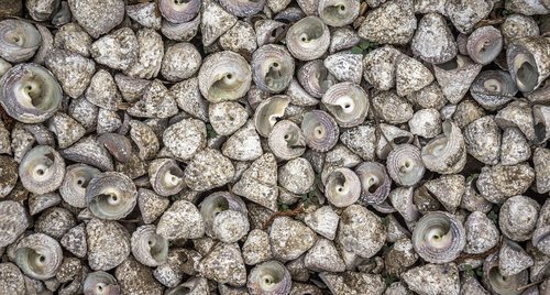 clam  sea  shell
