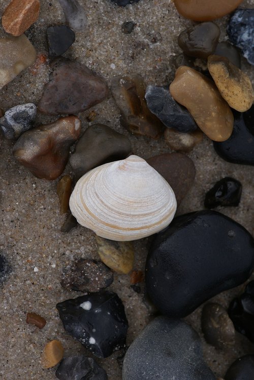 clam  beach  sand