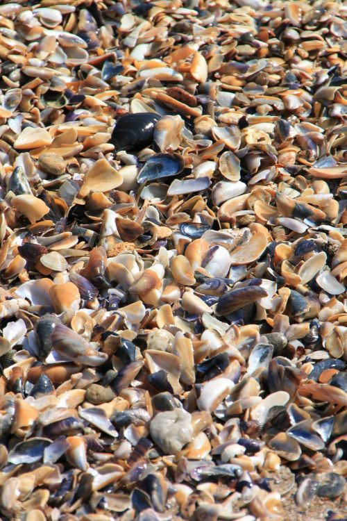 clam sea shells