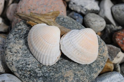 clam skald beach stone