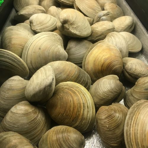 clams fresh seafood