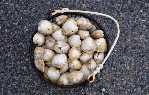 clams cape cod shellfish