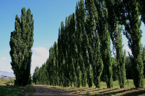 clarens countryside rows of trees trees along road