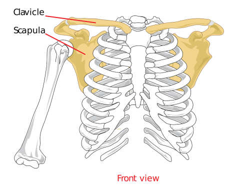 clavical scapula shoulder
