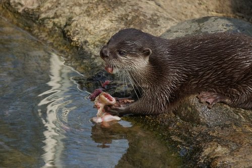 clawed otter  mammal  waters