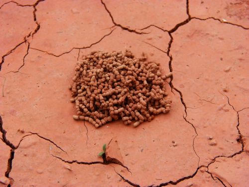 clay mud ant nest