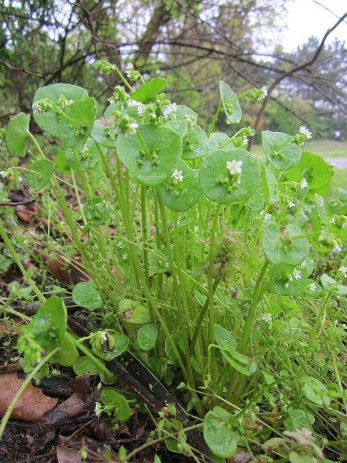 claytonia perfoliata indian lettuce spring beauty