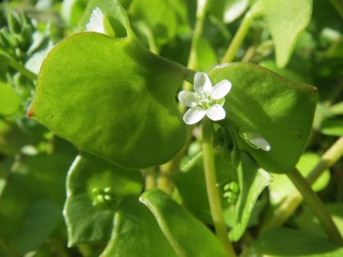 claytonia perfoliata indian lettuce spring beauty