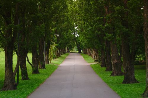 clean green grass