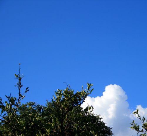 Clear Blue Sky With Tree And Cloud