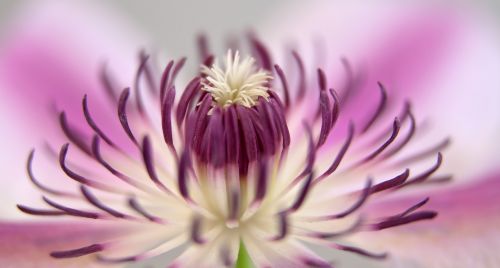 clematis blossom bloom