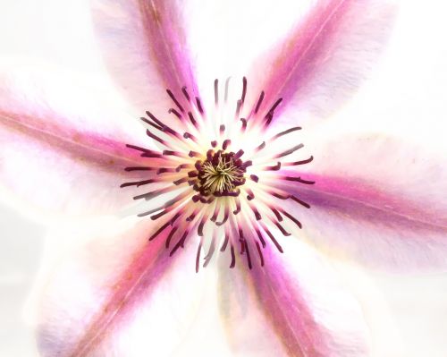 clematis blossom bloom