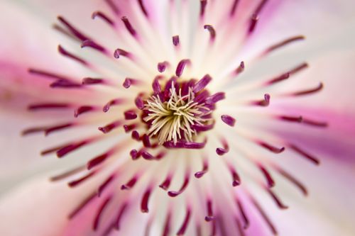 clematis blossom bloom