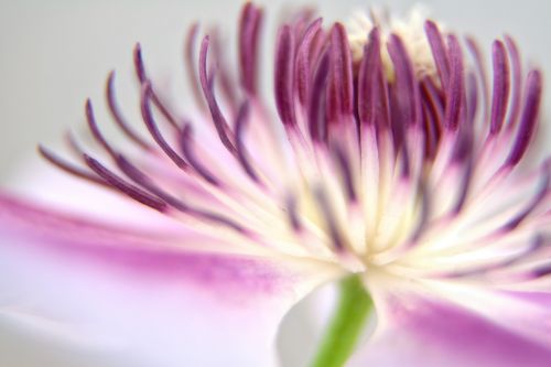 clematis blossom bloom