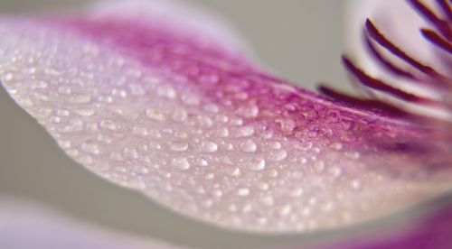 clematis blossom bloom