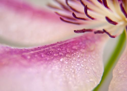 clematis blossom bloom