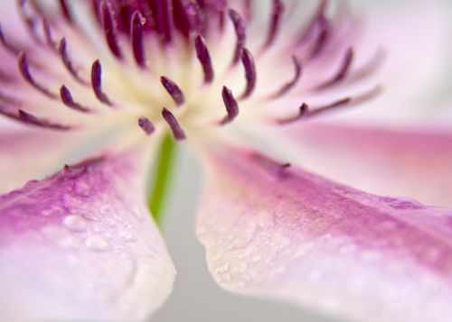 clematis blossom bloom