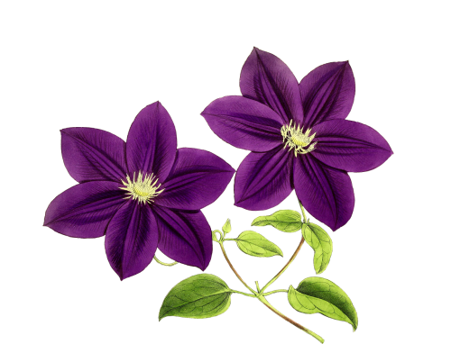 clematis flower flowers