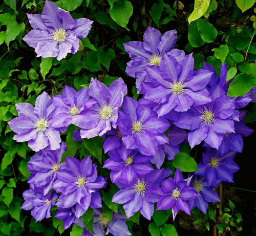 clematis blue flowers blue