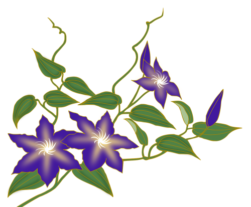 clematis flower vine purple