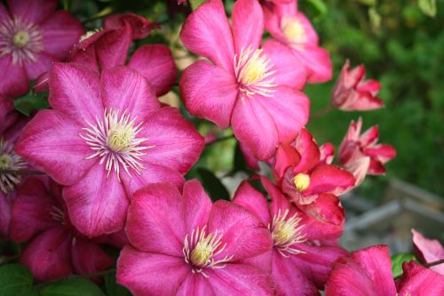 clematis garden flowers