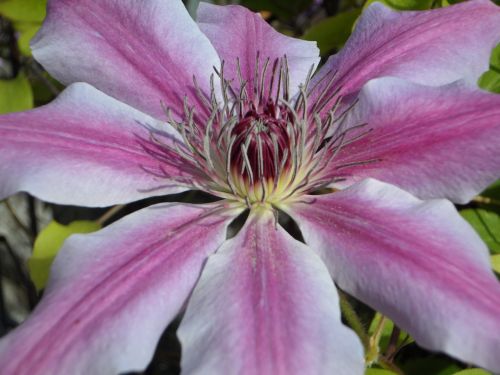 clematis blossom bloom