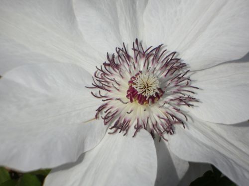 clematis blossom bloom