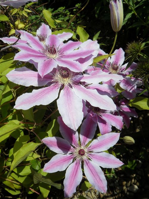 clematis blossom bloom