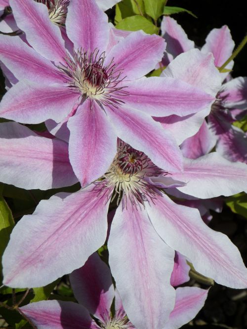 clematis blossom bloom