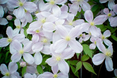 clematis blossom bloom