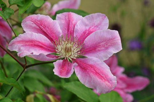 clematis blossom bloom