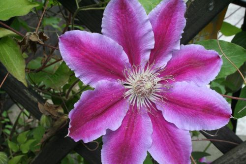 clematis blossom bloom