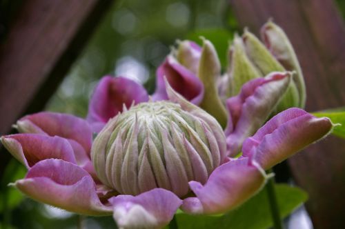 clematis bloom flower