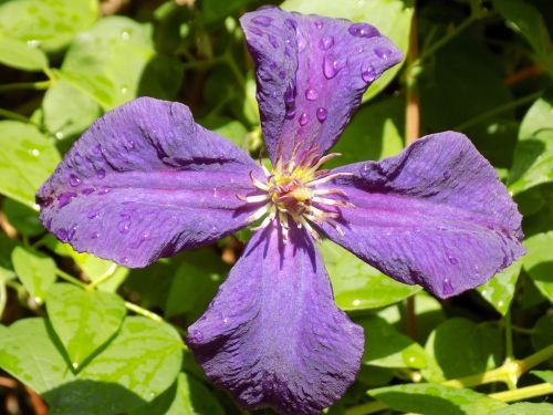 clematis ranunculaceae violet
