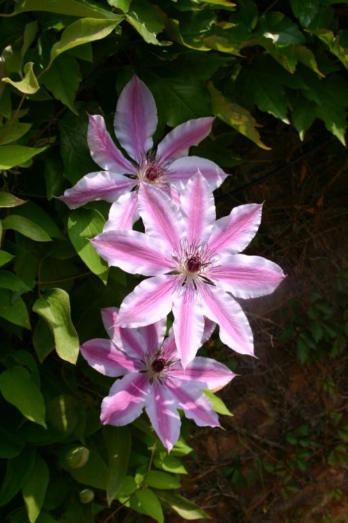 clematis pink flower